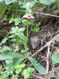 Ophrys exaltata